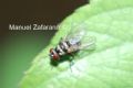 Limnophora obsignata